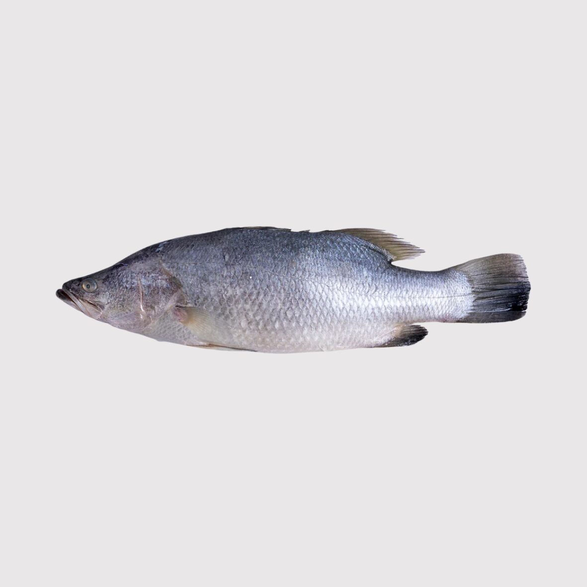 Barramundi