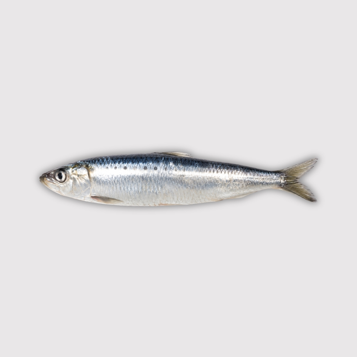 Sardine